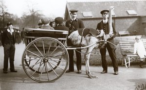 Promenade en charrette à autruche avec des enfants et les gardiens George Blore et William Dexter au zoo de Londres, vers 1913 - Frederick William Bond